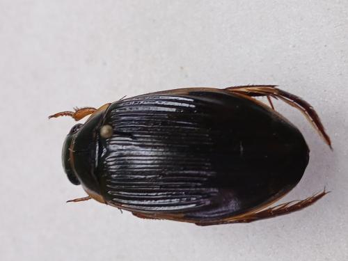Dytiscus dimidiatus
